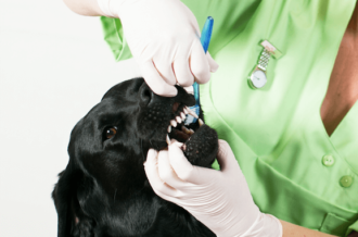 Förbättra hundens tandhälsa genom att borsta tänderna på den.