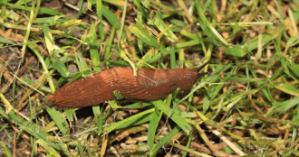 Så blir du av med mördarsniglarna.