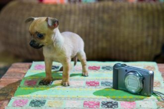 En liten hund med stort hjärta
