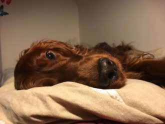 långt och friskt hundliv