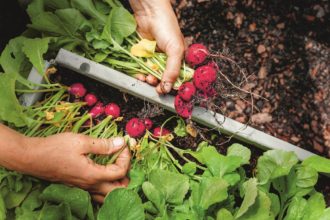 Nyskördade rädisor