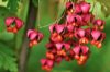 Körsbärsbenved, Euonymus planipes, ger röda höstblad och blomliknande frukter,