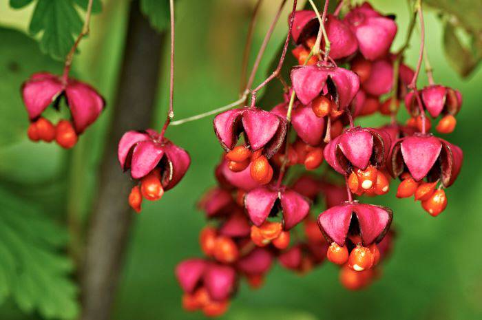 Körsbärsbenved, Euonymus planipes, ger röda höstblad och blomliknande frukter,