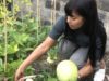 Trisha Rahman skördar en melon i sin trädgård