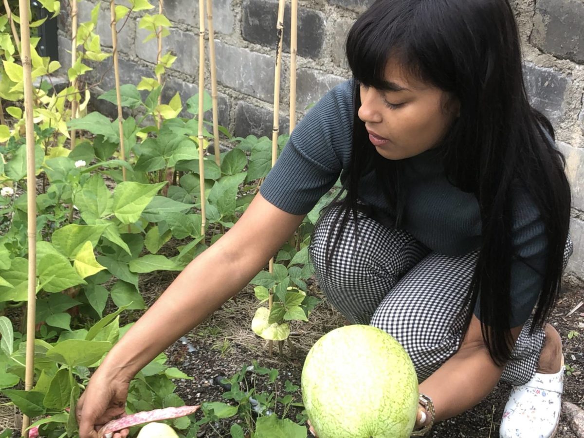 Trisha Rahman skördar en melon i sin trädgård