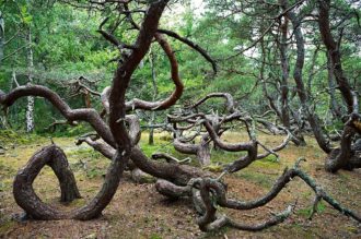 Trollskogen på Öland