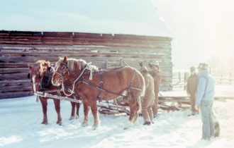 Vinter, arbetshästar