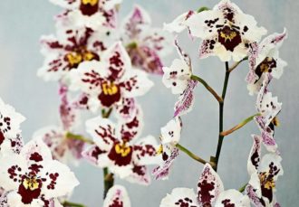 Orkide, vit blad med lite gult och lila