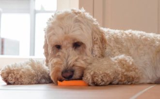 Vit lurvig hund som ligger och knaprar på en morot
