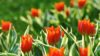 Anemontulpan, Tulipa praestans ‘Unicum’
