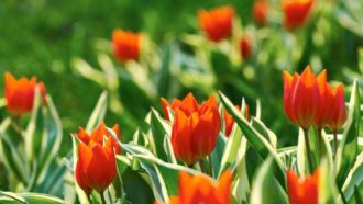 Anemontulpan, Tulipa praestans ‘Unicum’