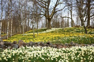 Massplantering av narcisser i småländska Fagerås.