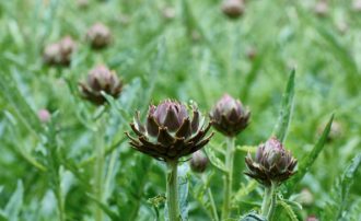 Kronärtskockan 'Herrgårds' odlas som perenn i Sverige, dock normalt med vintertäckning.