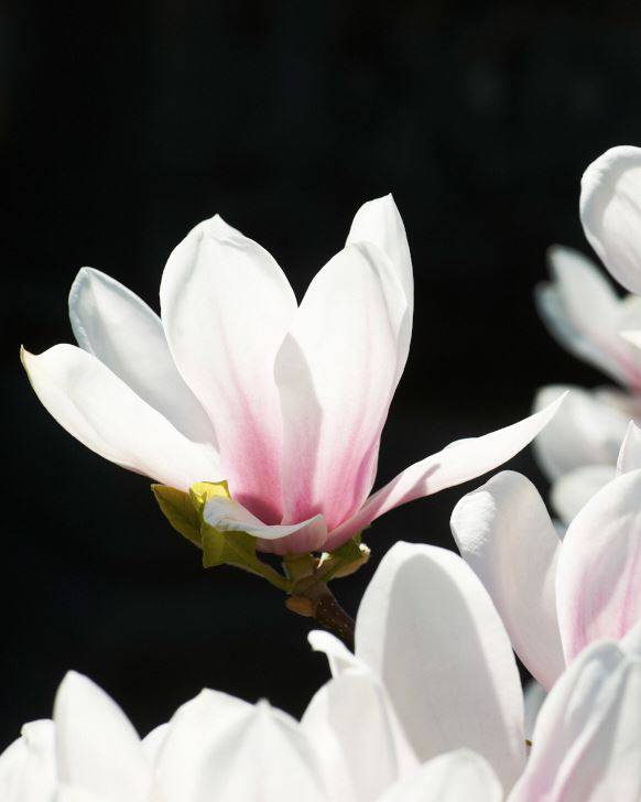 Praktmagnolia, Magnolia × soulangeana.
