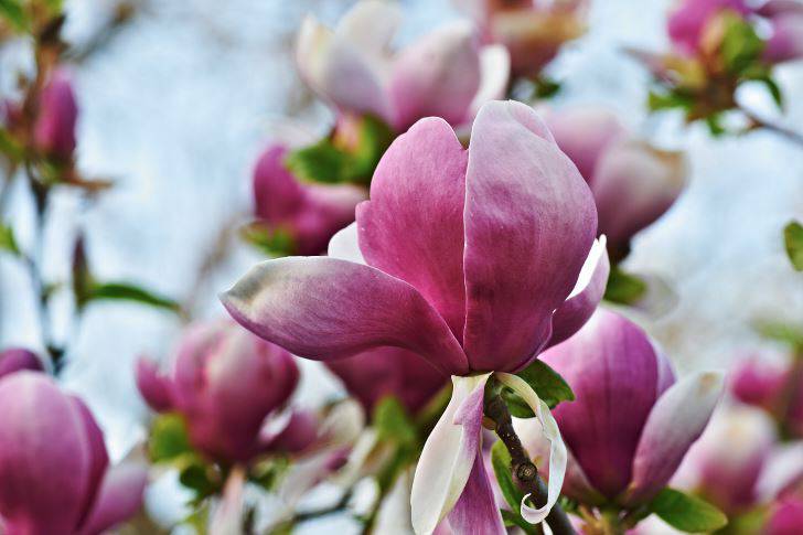 Praktmagnolia, Magnolia × soulangeana ‘Lennie’