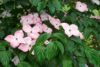 Koreansk blomsterkornell, Cornus ‘Satomi’.