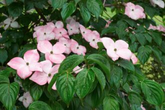 Koreansk blomsterkornell, Cornus ‘Satomi’.
