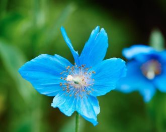 Blå bergvallmo, Meconopsis betonicifolia, är inget som rådjur gillar.