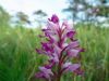 Johannesnycklar, Orchis militaris, är den största och kraftigaste av de typiskt gotländska och öländska orkidéerna.