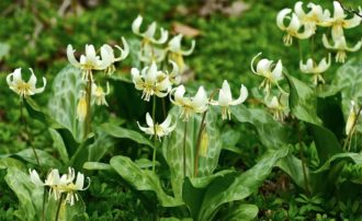 Hundtandslilja passar i väldränerade backar.