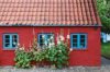 Stockrosorna passar hundraprocentigt bra mot den typiska husfasaden i den gamla delen av Ringkøbing på Jylland. Det skulle lika gärna kunna vara Skåne