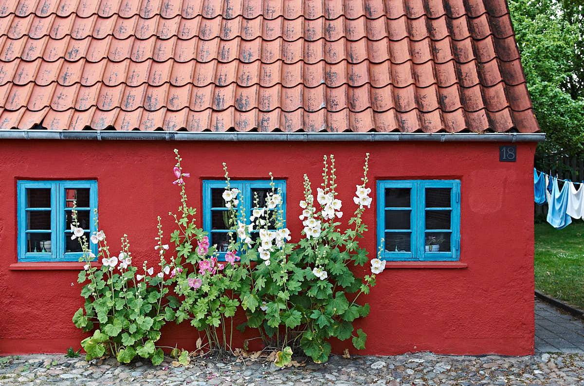 Stockrosorna passar hundraprocentigt bra mot den typiska husfasaden i den gamla delen av Ringkøbing på Jylland. Det skulle lika gärna kunna vara Skåne