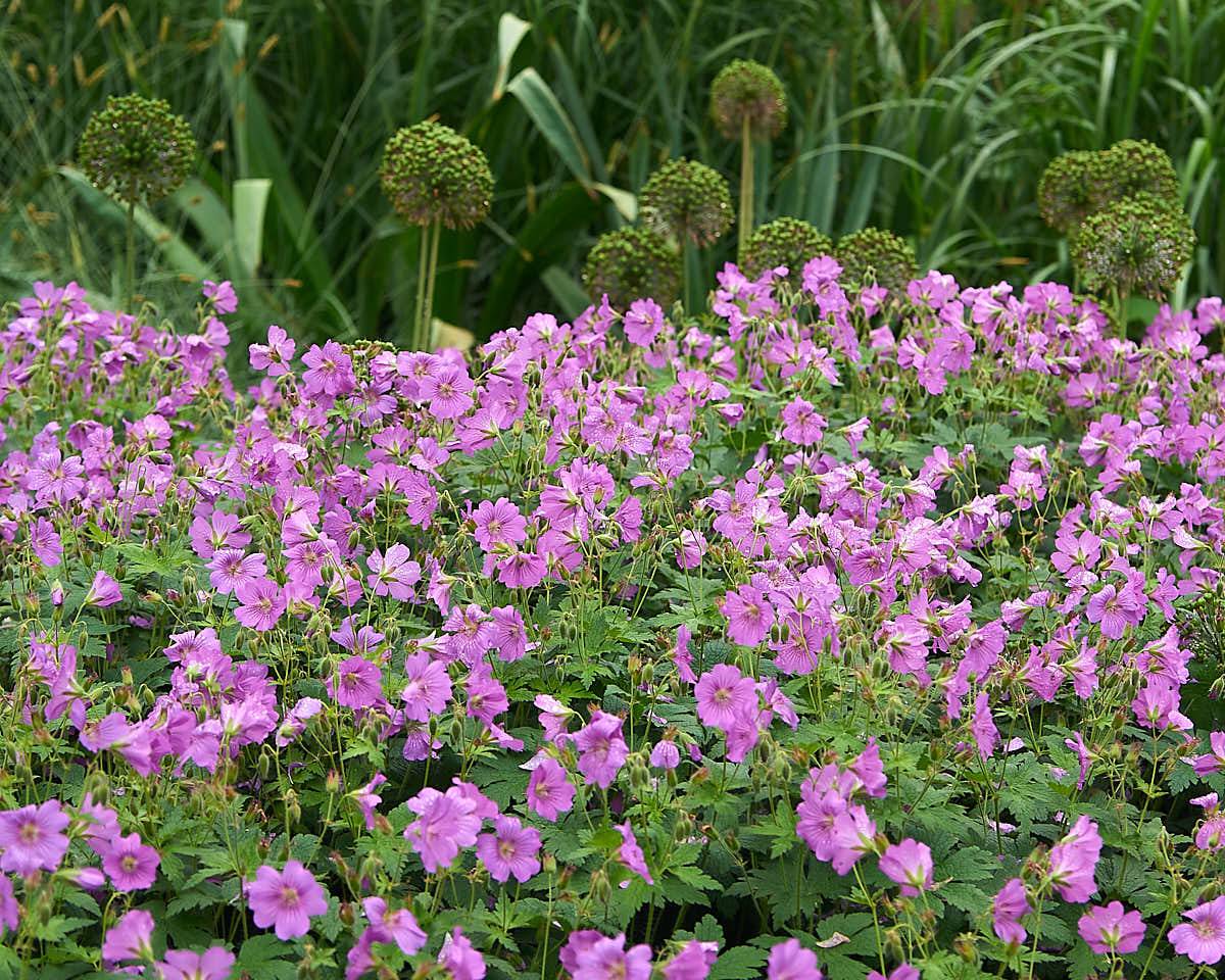 Liten flocknäva, Geranium × cantabrigiense 'Karmina', i bakgrunden utblommad kirgislök.