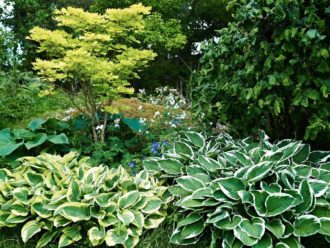 En av de rabatter vi lyckats bäst med hemma består nästan uteslutande av bladväxter.