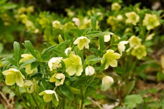 Turkisk julros, Helleborus orientalis