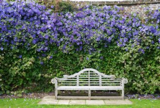 Sen storblommig klematis ‘Perle d’Azur’ längs mur i Sissinghurst, England.