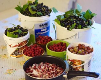 Resultatet av en bra eftermiddag i augusti med krusbär, vilda hallon och svarta vinbär av den härdiga sorten ’Öjebyn’.