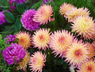 Den flerfärgade ‘Karma Sangria’ tillsammans med den lila ‘Karma Lagoon’ utvecklade för att passa extra bra till snitt.