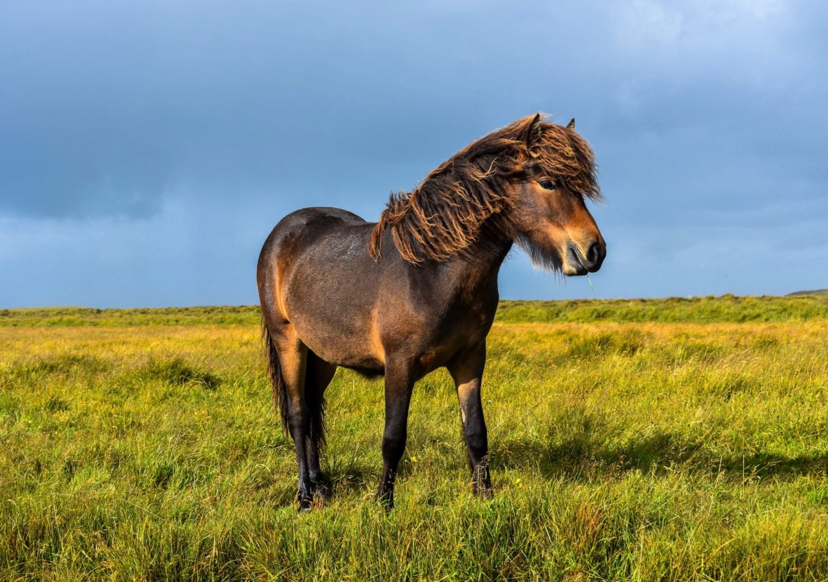Islandshäst på ett fält