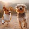 Två hundar som kommer springandes i solljuset.
