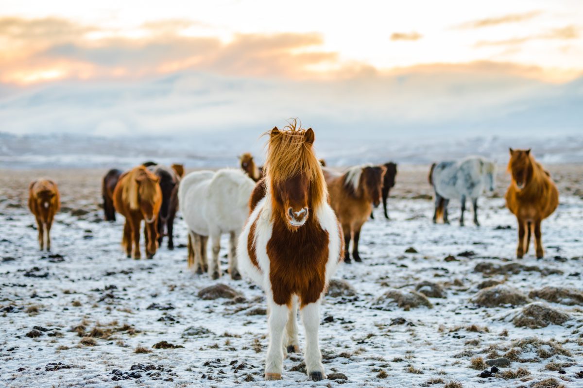 Islandshästar på snötäckt mark
