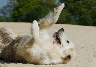 Hund som myser på stranden