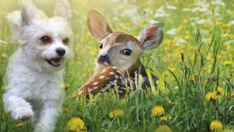 En lös vit hund som springer mot ett rådjurskid