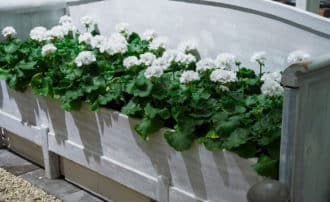 Låt pelargonerna sprudla i en gammal träsoffa.