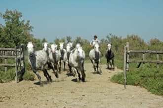 Fransk cowboy och galopperande camarguehästar
