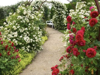 Rosenpergolornas paradis på Jylland.