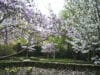 Två härdiga sorter för den tidiga våren, ’Leonard Messel’ och ‘Wada’s Memory’, från Blomstergården i Enköping.