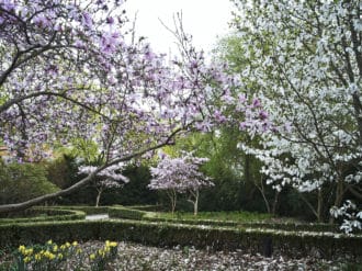 Två härdiga sorter för den tidiga våren, ’Leonard Messel’ och ‘Wada’s Memory’, från Blomstergården i Enköping.