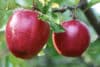 Äpplen, Malus domestica, är en klassisk trädgårdsfrukt.