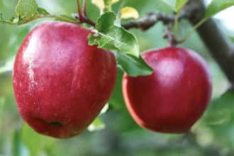 Äpplen, Malus domestica, är en klassisk trädgårdsfrukt.