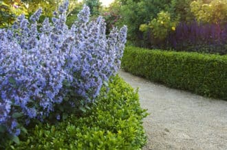 Ett alternativ som ger samma känsla som lavendel men inte är lika känslig är kantnepeta ’Blue Wonder’.