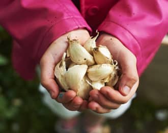 Vitlök delas i klyftor innan plantering.