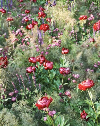 En fantastisk kombination är den örtartade 'Buckeye Belle', stjärnflocka 'Claret', stäppsalvia 'Caradonna' och fänkål 'Giant Bronze'.
