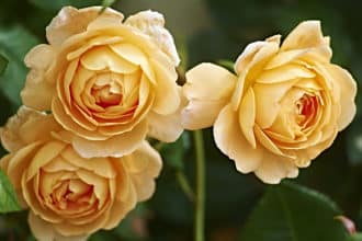 'Crown Princess Margareta' har namnsatts efter kronprinsessan Margareta som skapade Sofieros trädgård.