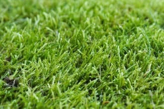 I skuggigt läge med för lite näring bildas mossmatta istället för gräs.