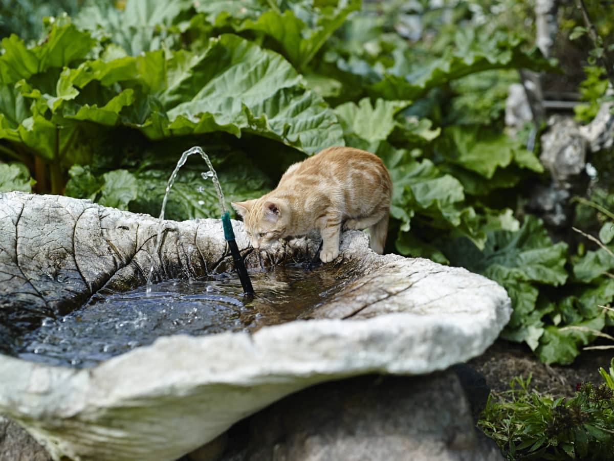 Avgjutningar av stora blad, som rabarber, är vackra i sig själva och fungerar bra med en fin vattenstråle. Uppskattas lika mycket av katt som människa.